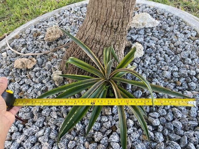 PINEAPPLE PUNCH (MANFREDA X AGAVE HYBRID) MATURE PLANT