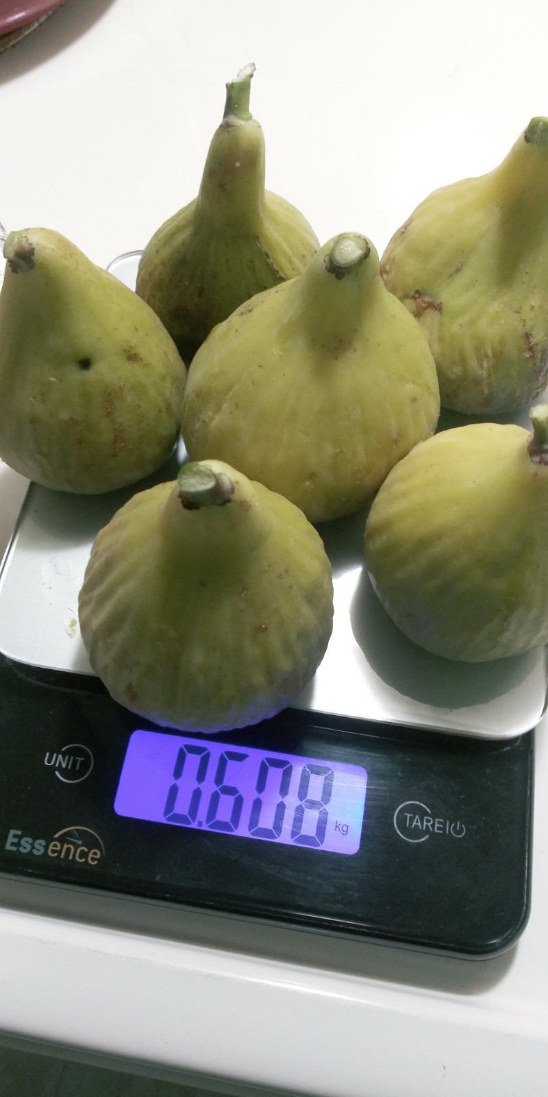 WHITE MADEIRA FIG Cuttings -Unrooted Bundle of 3