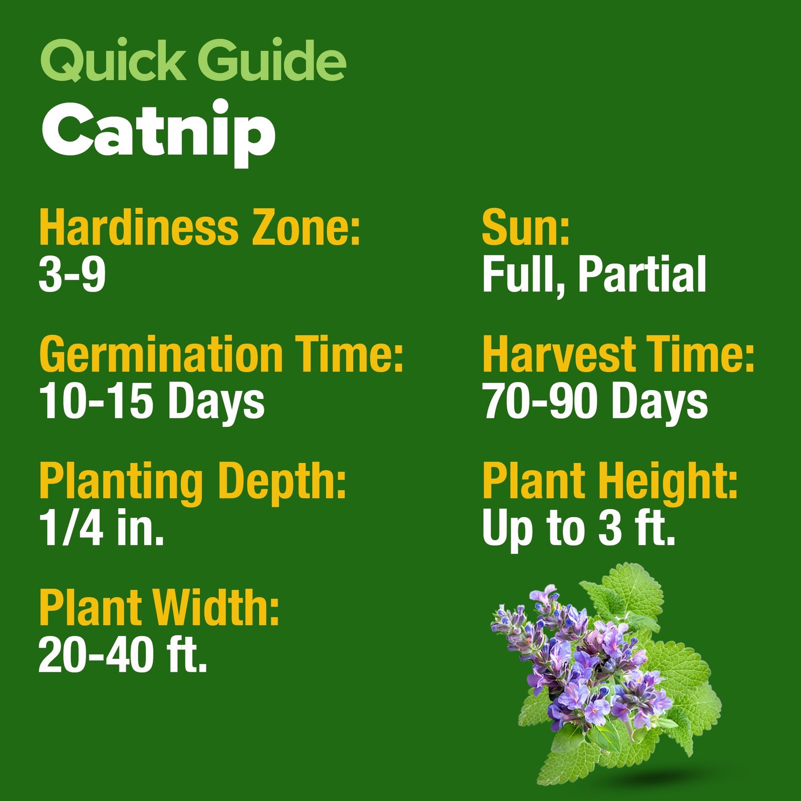 Home Grown Non-gmo Catnip Seeds Bulk Pack | Heirloom Herb 2,116 Seeds