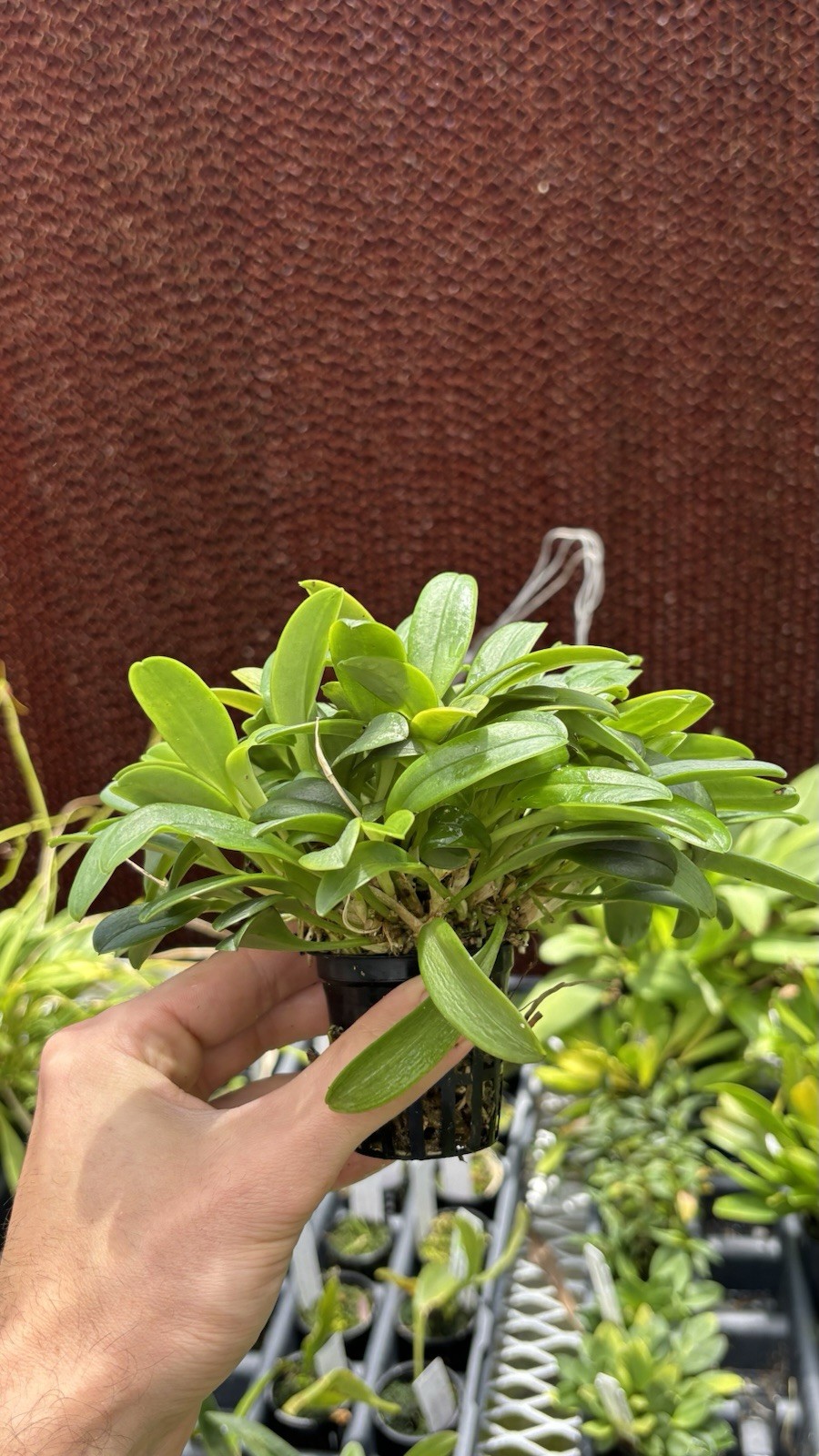 Masdevallia garciae XXL Miniature Orchid Species