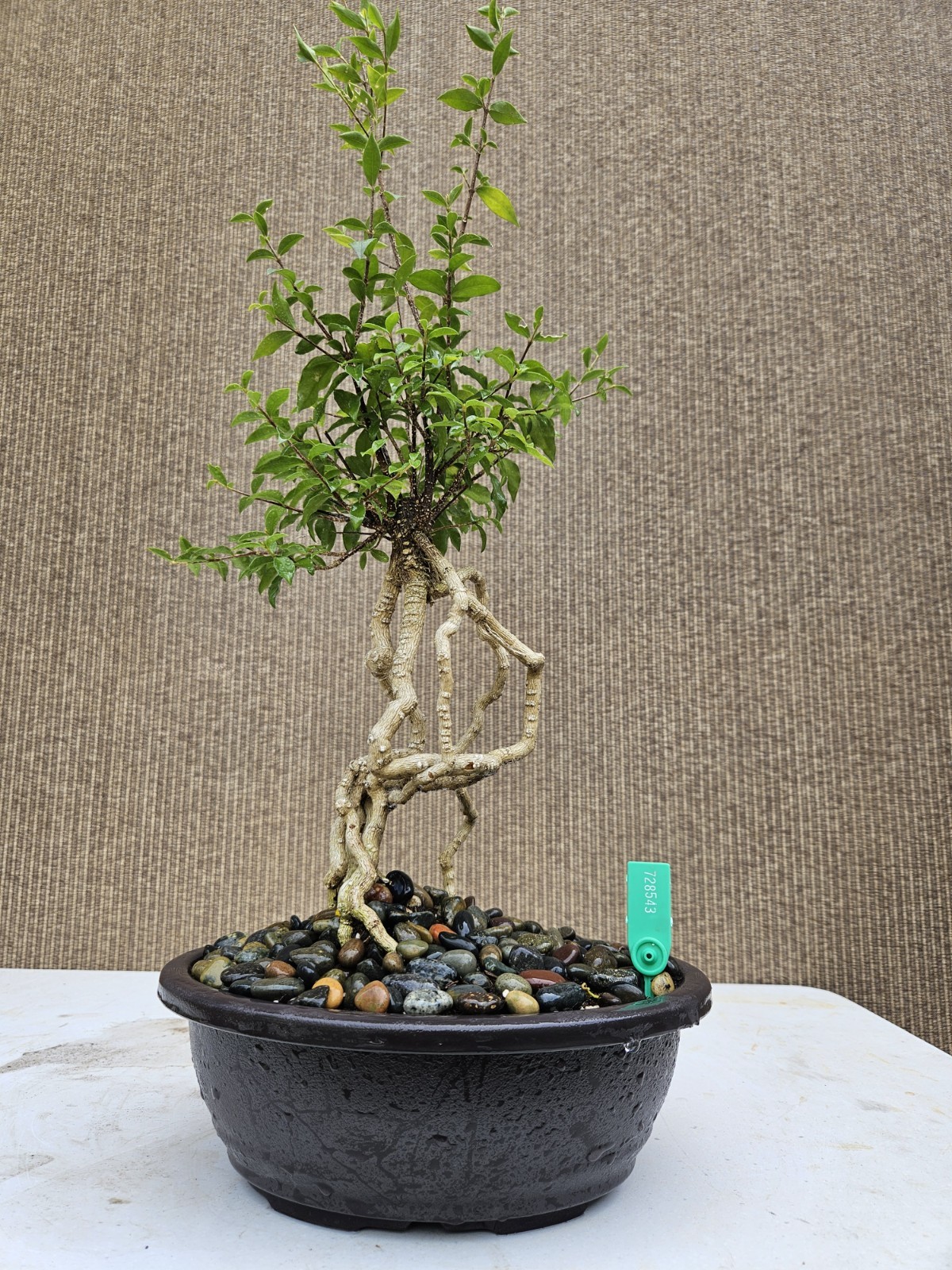Old Barbados Cherry ( Malpighia Glabra-Hồng ngọc mai ) Bonsai Tree,,,sale