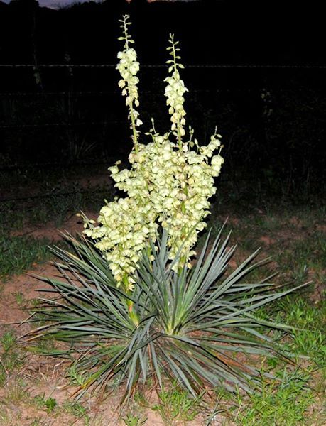 Yucca Bare Root Live Plant Hardy Succulent Adams Needle 1 Starter 15 Inches Tall