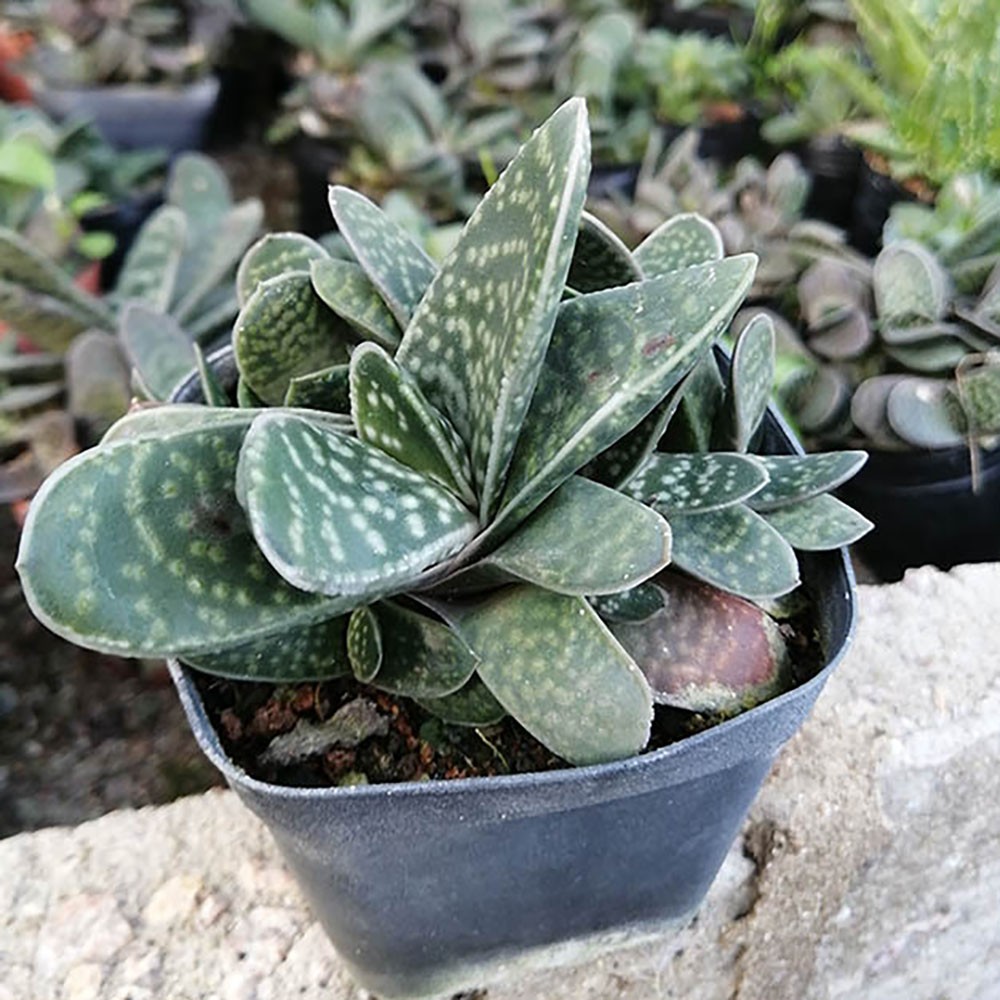 Rare Succulent Plants | Live House Plants for Home Office and Garden Decor