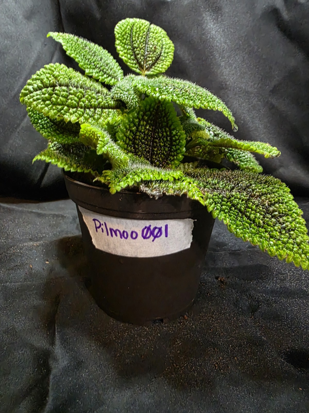 Pilea Moon Valley Plant Green Broadleaf Live Potted Houseplant, Indoor