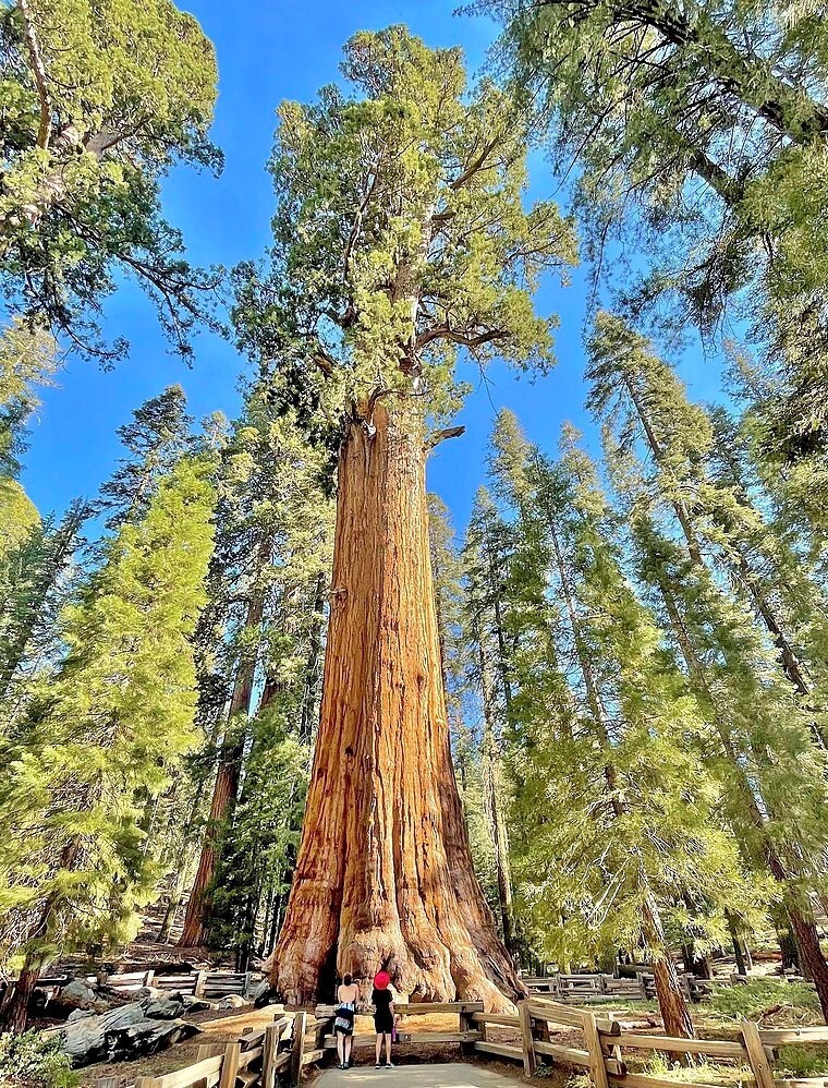 Two Small Giant Sequoia Live Trees Seedling Garden 2 Plants