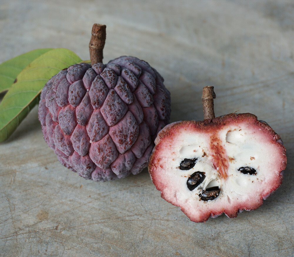 Annona squamosa ‘Purple’ – Purple Sugar Apple- 20 seeds, fresh, organic