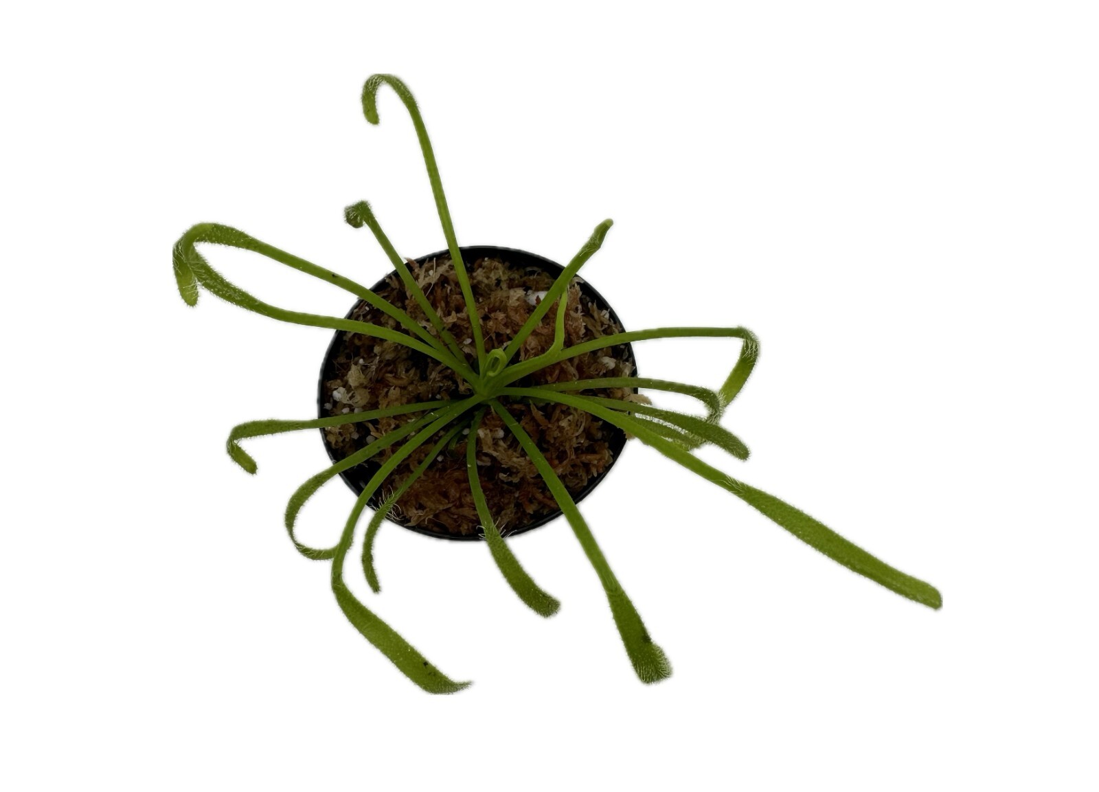 Live Cape Sundew ‘Alba’ Drosera Capensis Carnivorous Potted Plant In 2” Pot