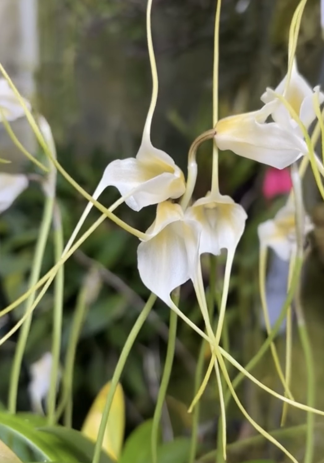 Masdevallia robineae Rare compact orchid species FRAGRANT bloom size