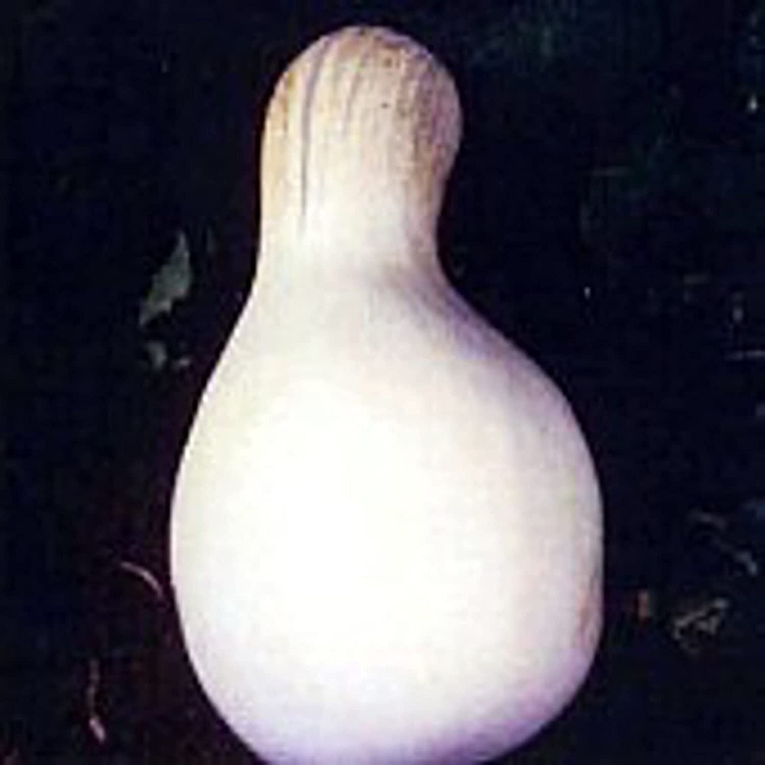 White Cushaw Pumpkins Seeds (20+ Seeds) | Non GMO | Vegetable Fruit Herb Flower