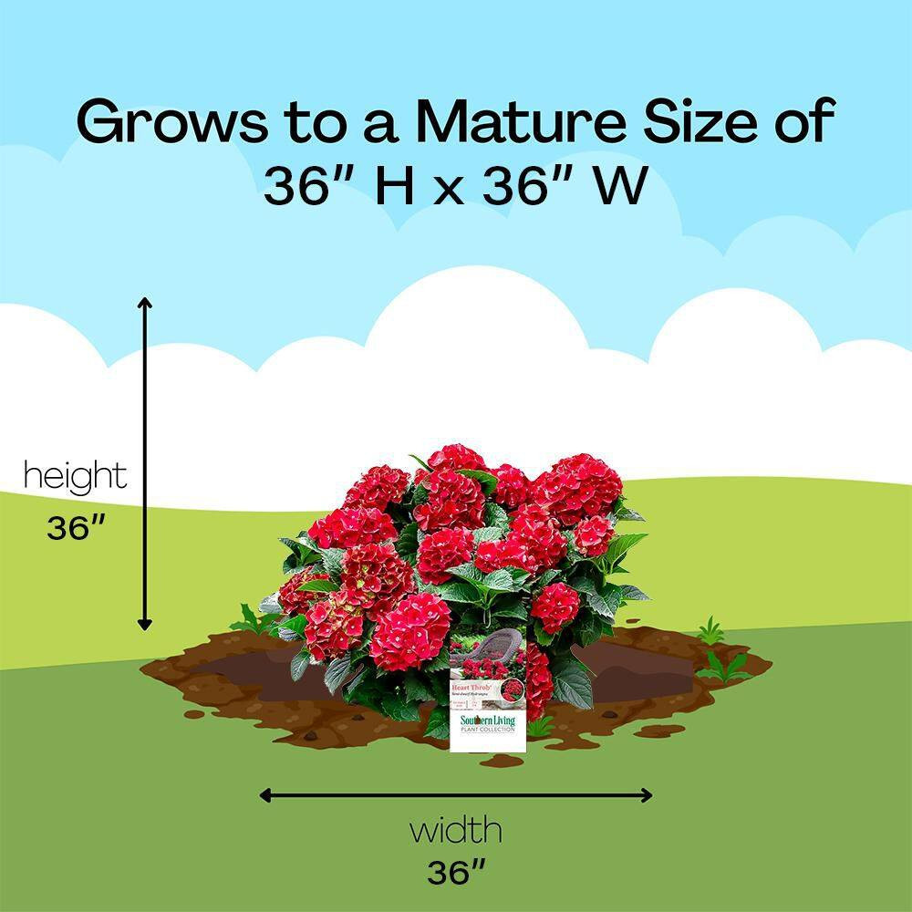 2 Gal. Heart Throb Hydrangea with Cherry Red Flowers in Decorative Container