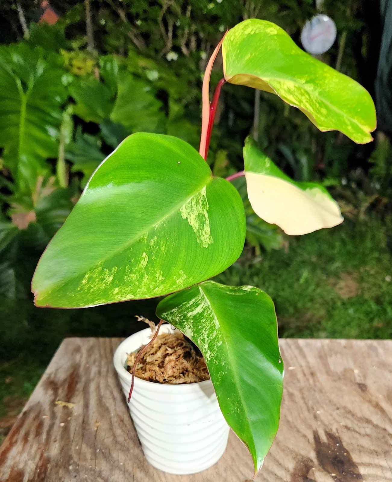 Philodendron Strawberry Shake Plant in 4″ Pot 10″ Tall 17″ Wide