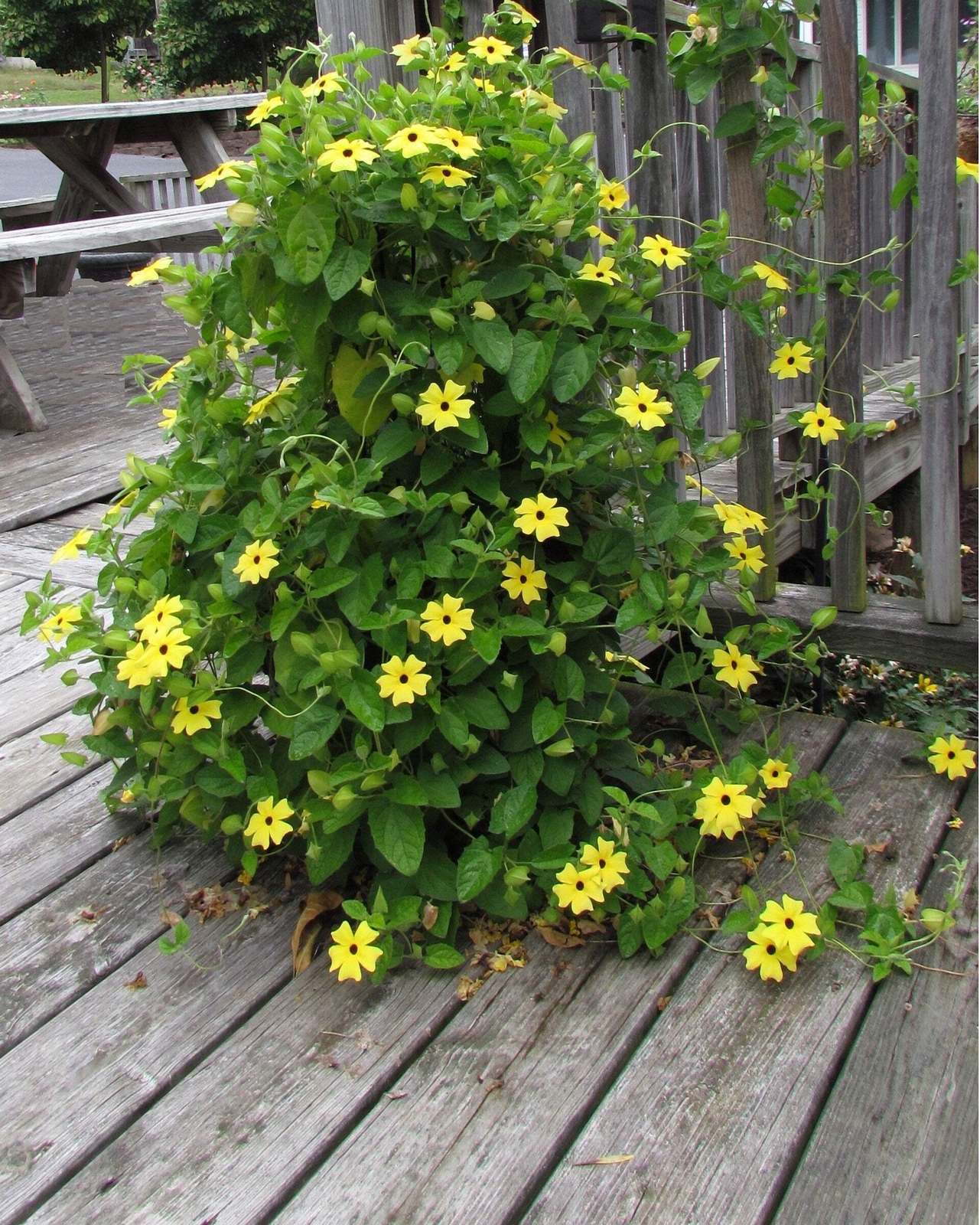 25 MIXED THUNBERGIA Alata VINE Black Eyed Susan Orange White Yellow Flower Seeds