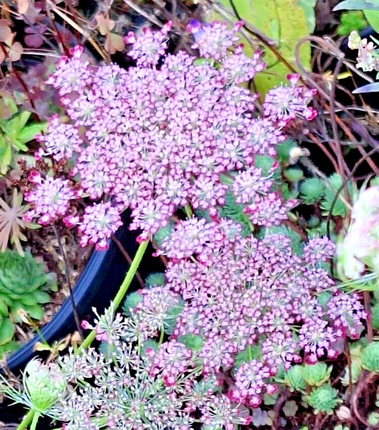 PURPLE AND PINK QUEEN ANNS LACE 100 SEEDS, DAUCUS CAROTA PURPURA