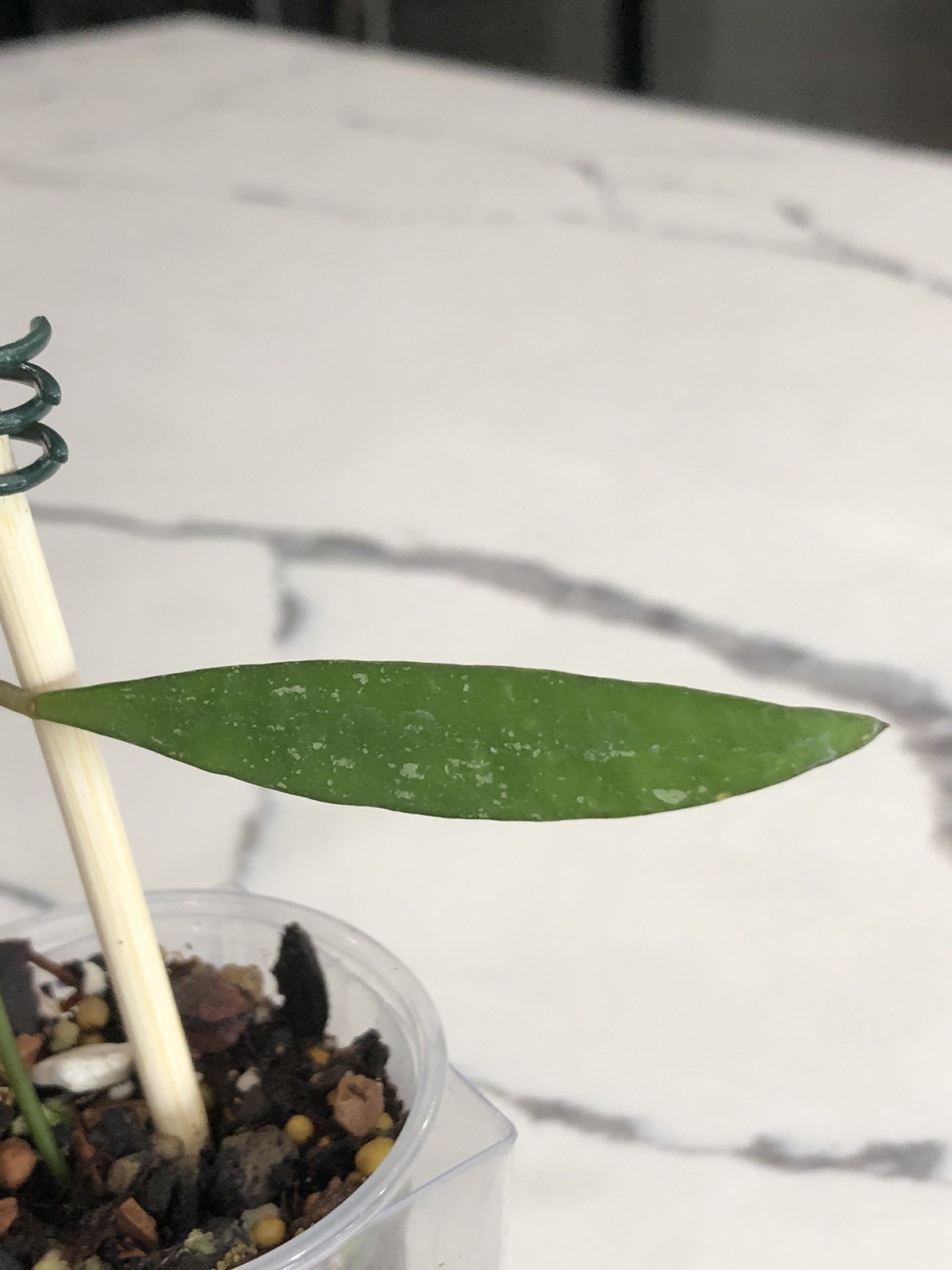HOYA TANGGAMUS BAMBOO (ROOTED PLANT)
