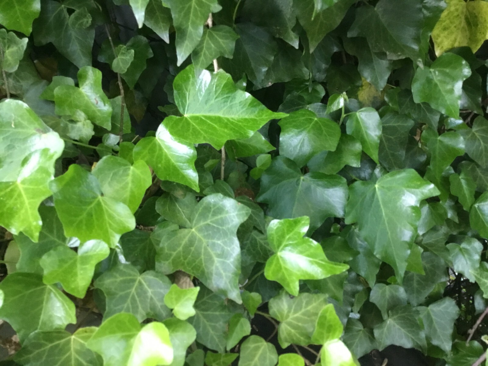 English Ivy / Climbing/Mat-Forming- 10, 8 inch Cuttings