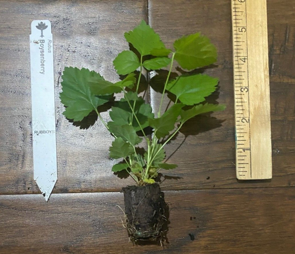 Boysenberry (Rubus ursinus) – Floricane – 1 TC Plant/Plug – 3-6 in – Edible!