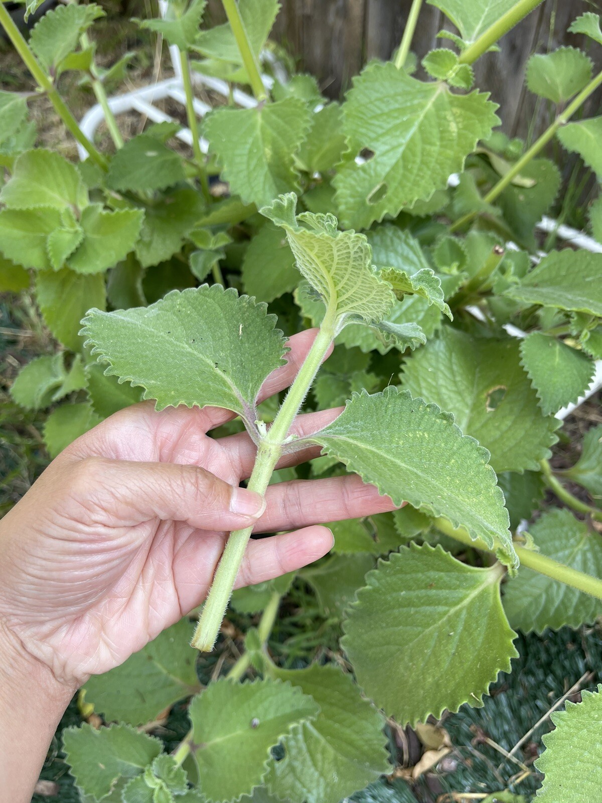 1 Cuban Oregano Unrooted Cutting | About 4” long | Mexican Mint | Indian Borage