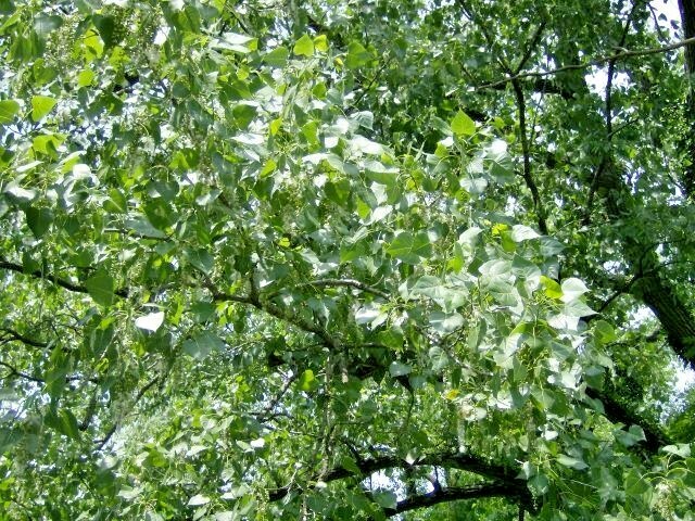 30 EASTERN COTTONWOOD SEEEDS – Populus deltoides var. deltoides