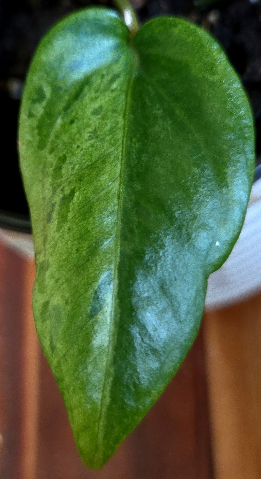 Rare Anthurium Hookeri Variegated 21″ Tall 6″ Pot Not Monstera Philodendron