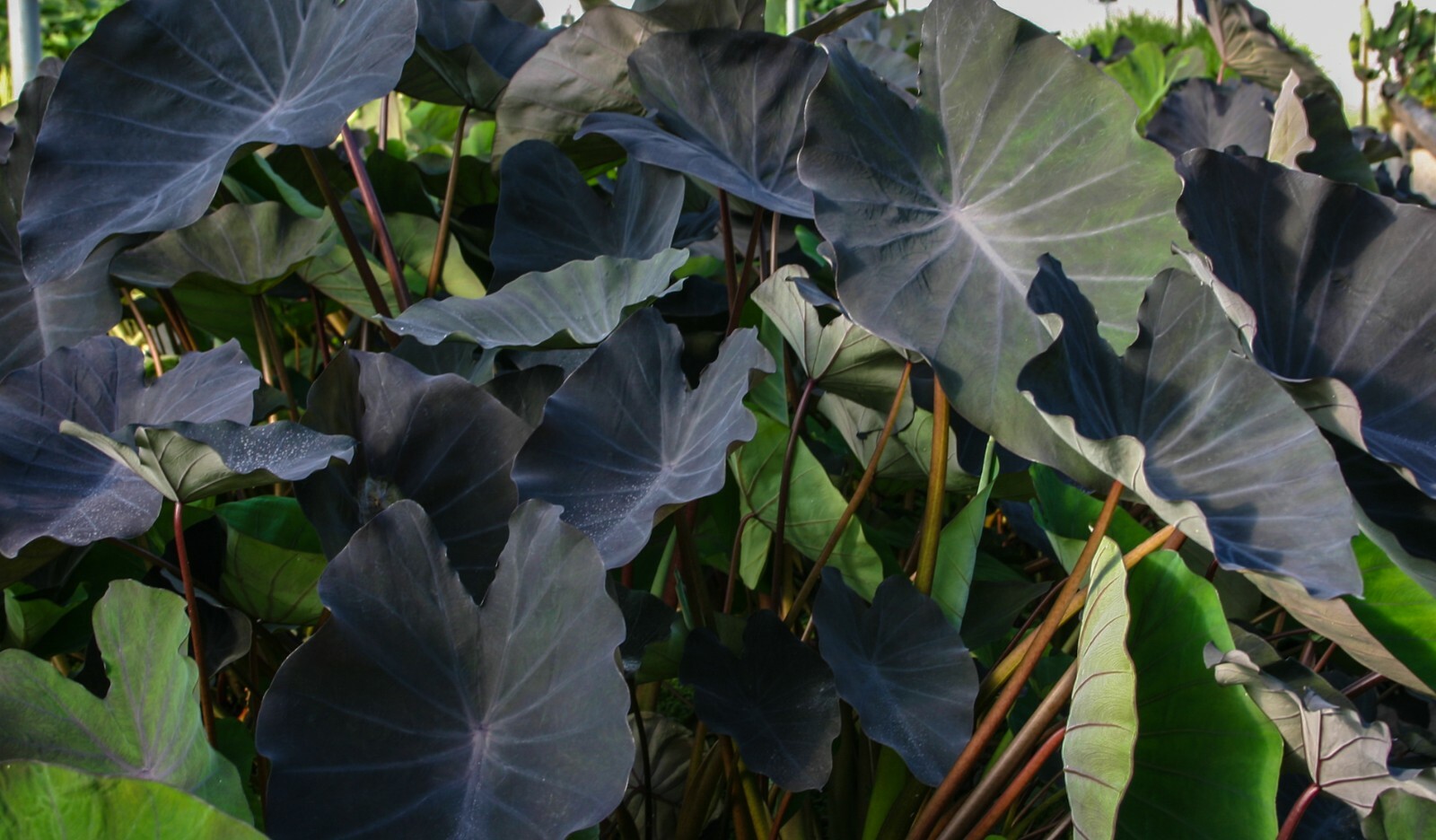 Live Black Magic Taro Tropical Marginal Aquatic Pond/Bog Plant – Spring 2023