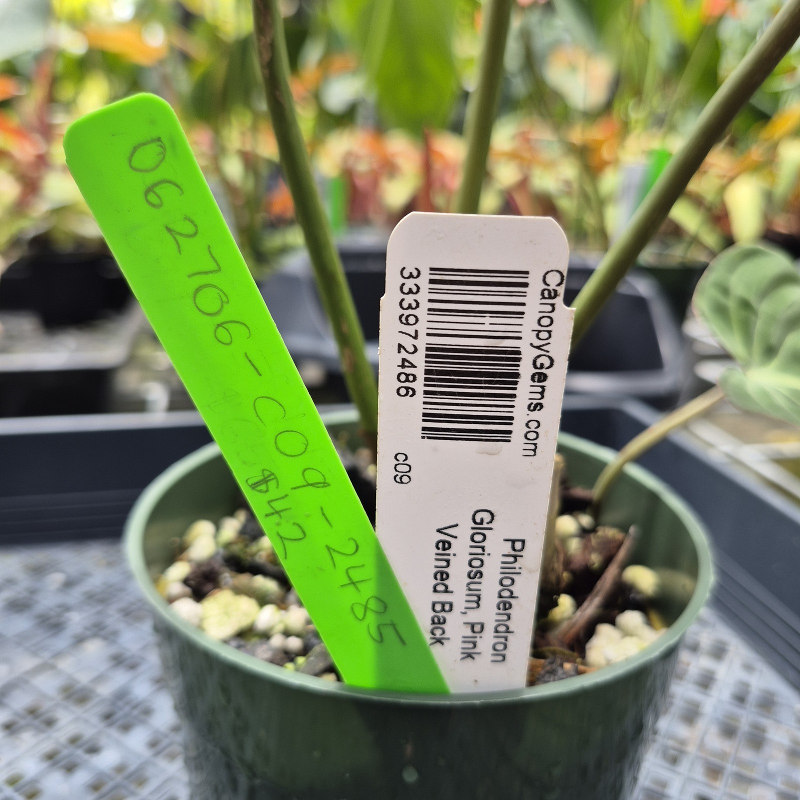 Philodendron Gloriosum, Pink Veined Back, Exact Plant Ships Nationwide