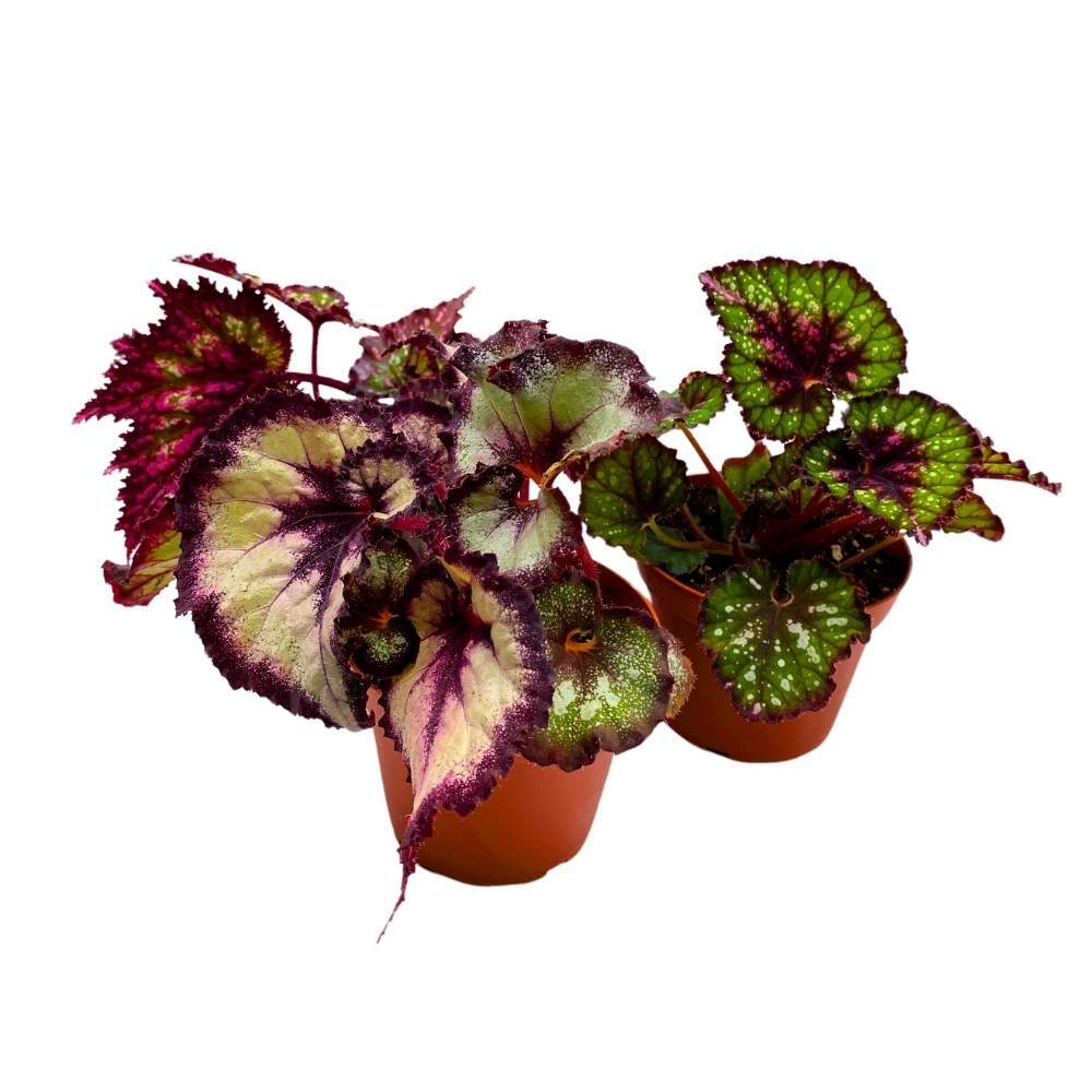 Harmony’s Purple and Green Begonia Assortment 4 inch Set of 3 Harmony Hybrids Sp