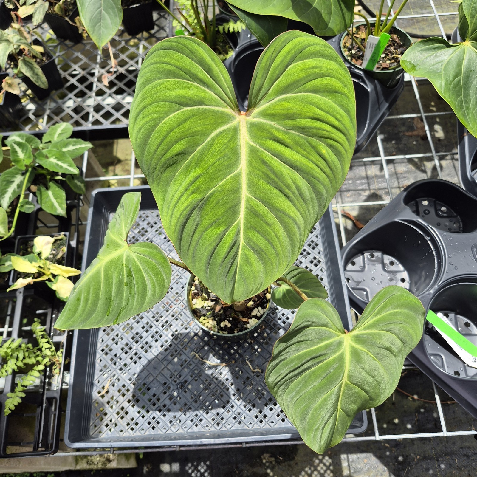 Philodendron Gloriosum, Pink Veined Back, Exact Plant Ships Nationwide