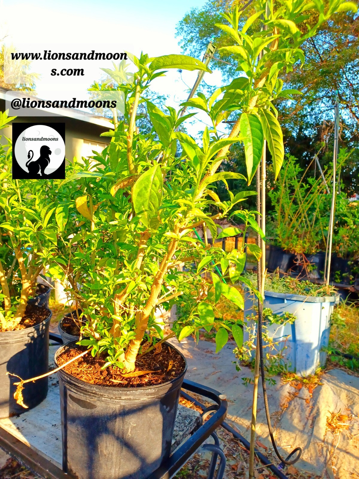 Night Blooming Jasmine Live Plant 1 Gallon ! Small Tree 3-4ft Bonsai Style Bush