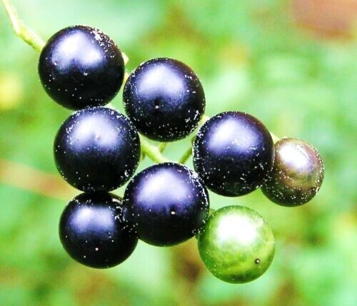 Garden Huckleberry Seeds {RARE & EXOTIC} Fun Fruit for Pies Jam Wine YUMMY! USA