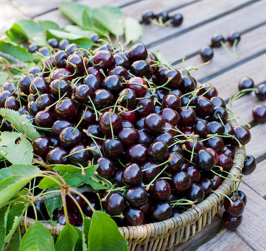 Black Cherry Live Plant – 1.5-2ft Tall – Prunus serotina – Fruit Tree