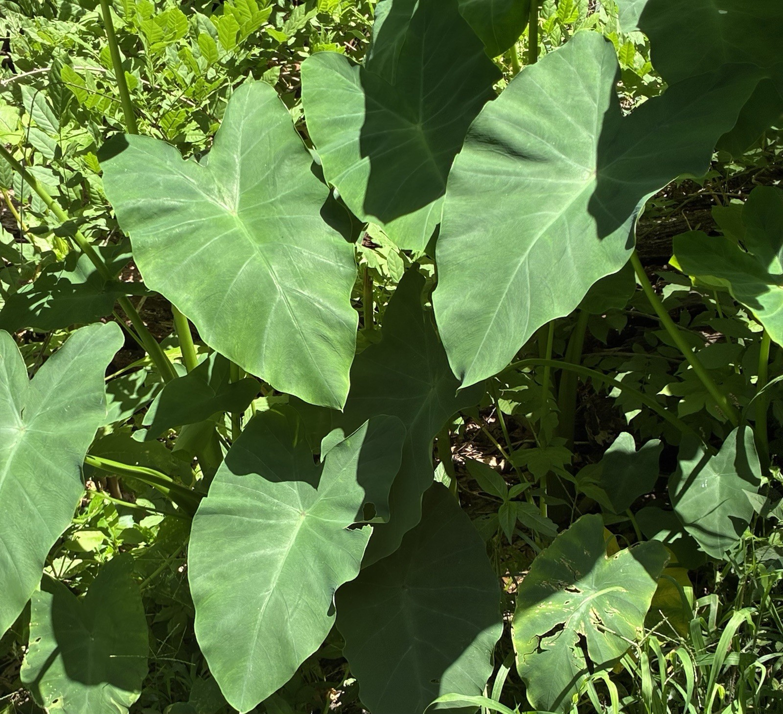 Running Elephant Ear Perennial Live Plant Bare Root “4” Plants