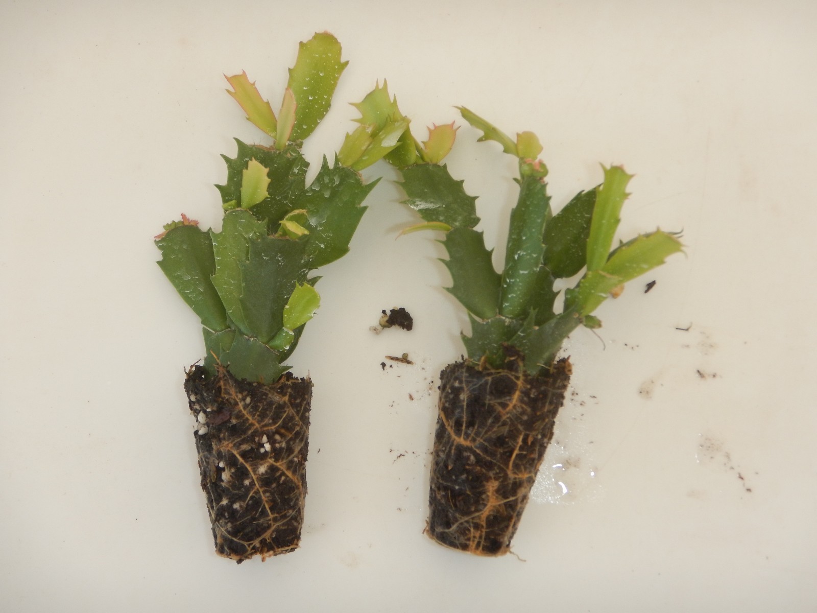 U Pick Any 2 Christmas Cactus/Schlumbergera Truncata Plants