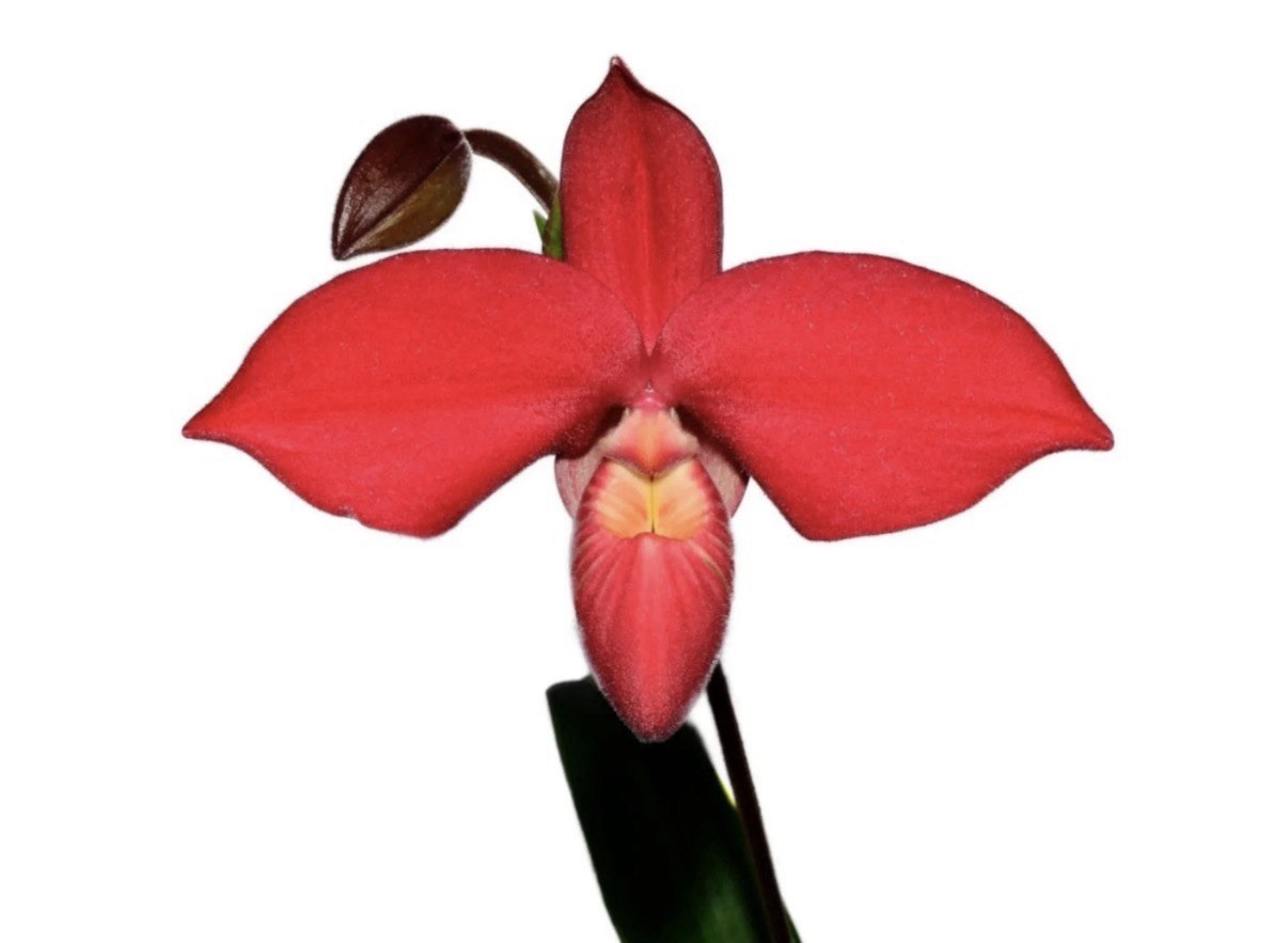 Phragmipedium Robert-Jean Quene Red Orange Pink Orchid Hybrid 4” Pot
