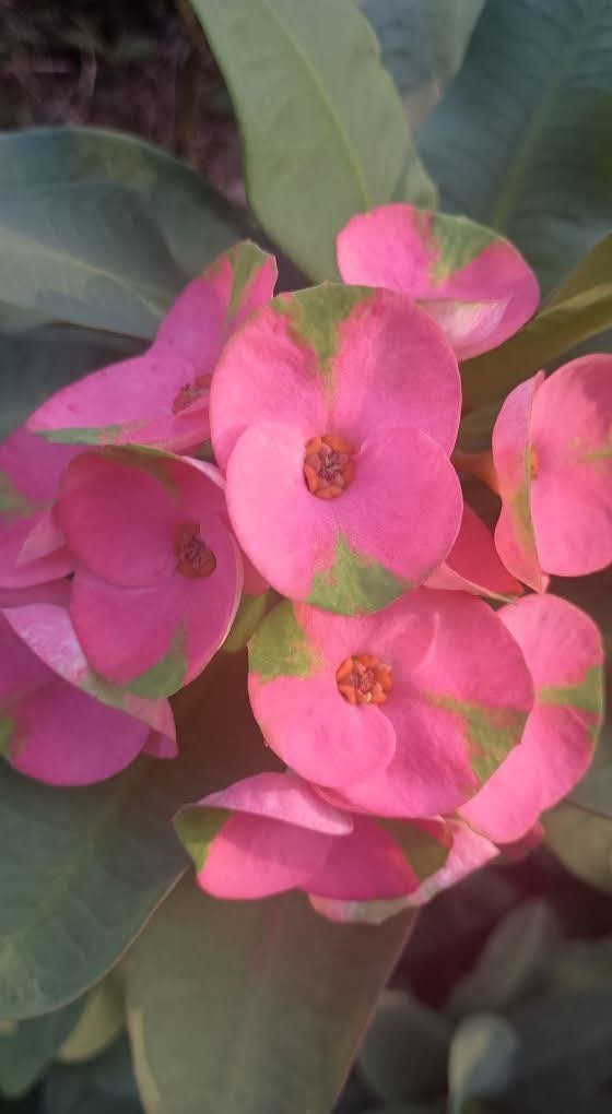 Large Keisha Flower Crown of Thorns Cutting (1 count/No Roots)