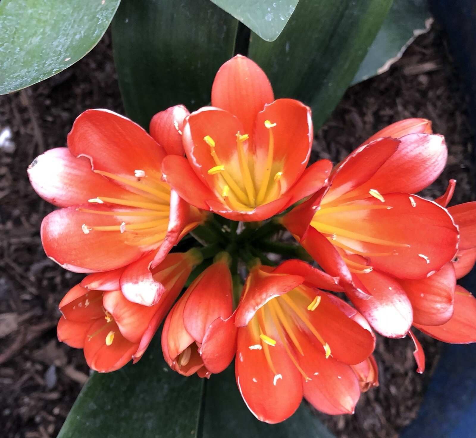1 Clivia Miniata Bush Lily Bare Root Live Plant Orange Flowers Ready To Plant