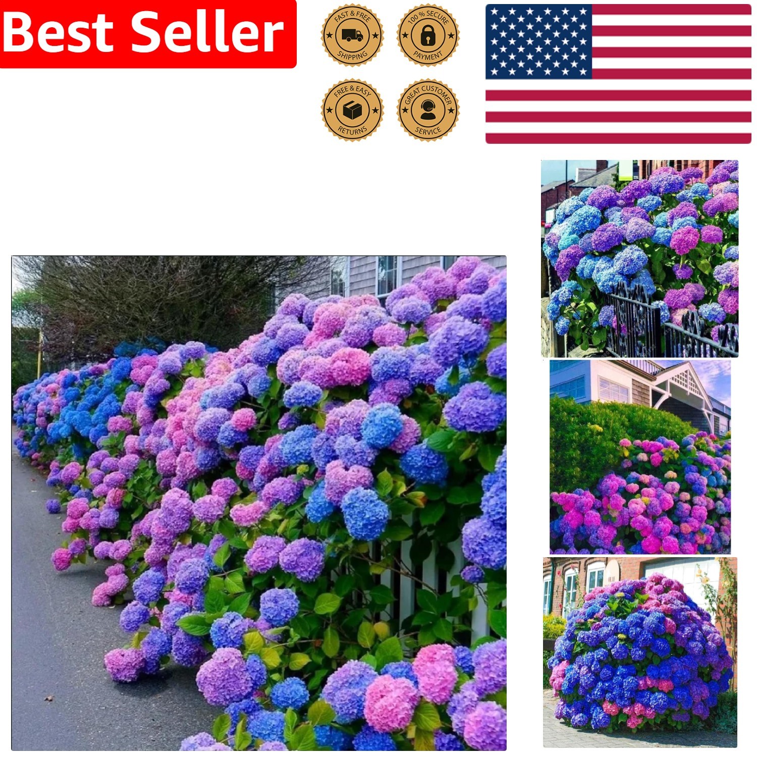 30 Blue Pink Purple Hydrangea Seeds – Stunning Perennial Garden Flowers Heirloom