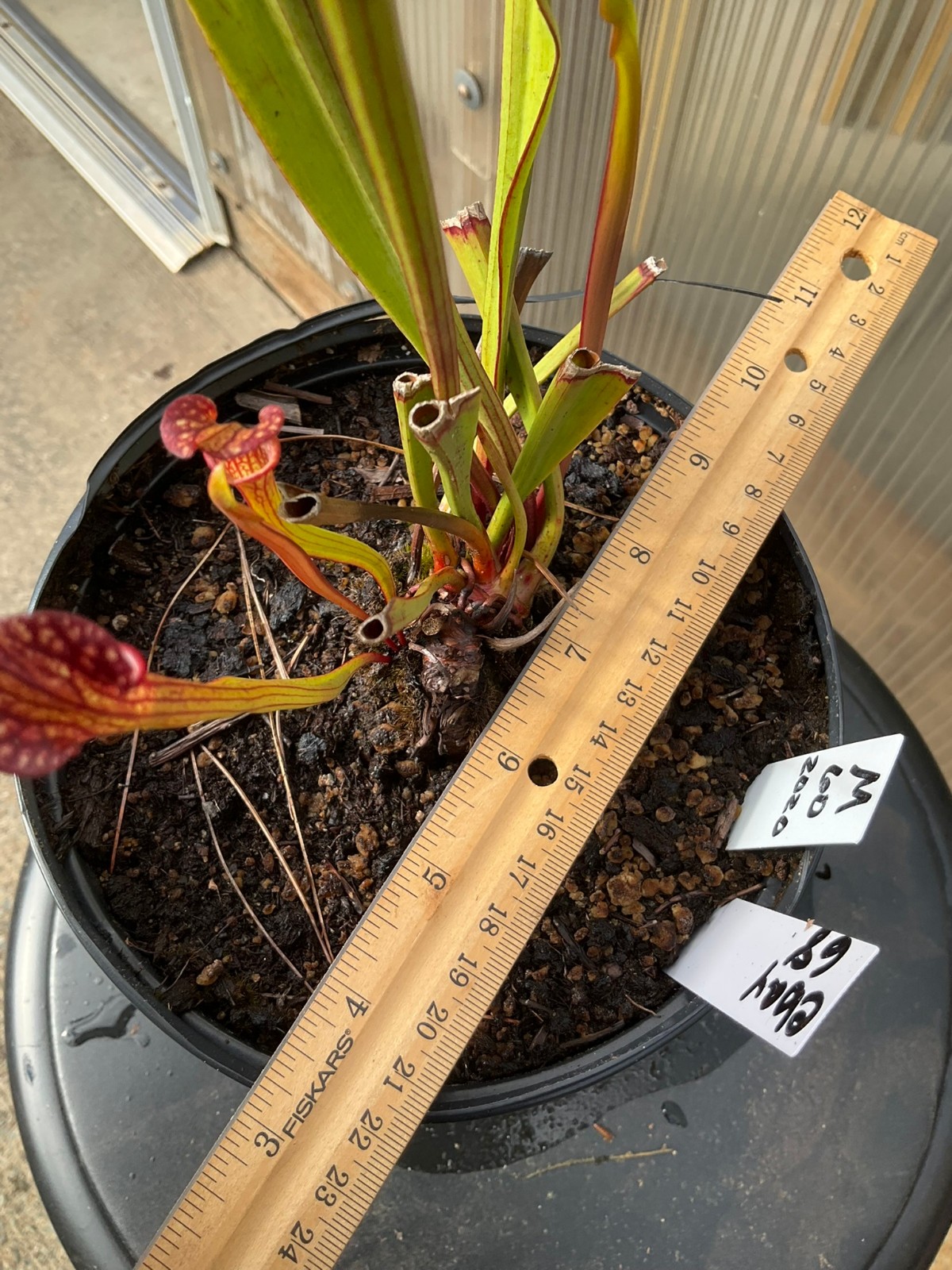 Sarracenia ‘Esme Cowlard’ x (leucophylla Purple Lips x cuprea) OP Exact Plant