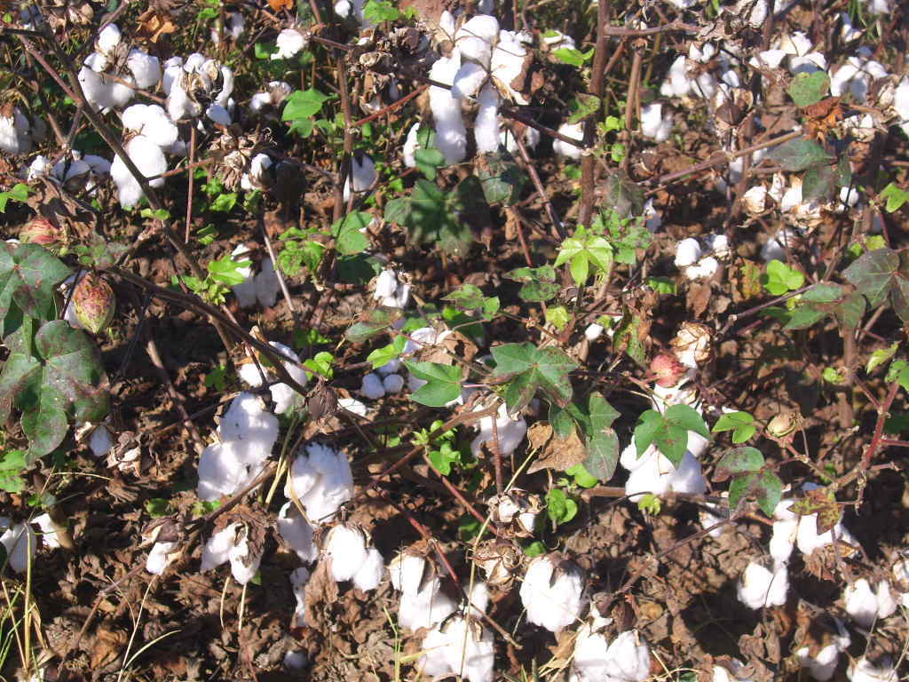 12 UPLAND COTTON SEEDS Gossypium hirsutum