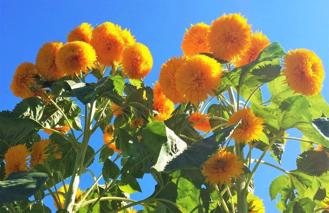 Tall Teddy Bear Sunflower Seeds | Giant Sungold Big Gold Sun Flower Seed 2024
