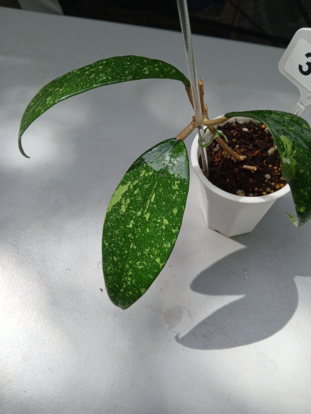 #397- HOYA VIETNAM SPLASH LIVE PLANT, LARGE LEAF,