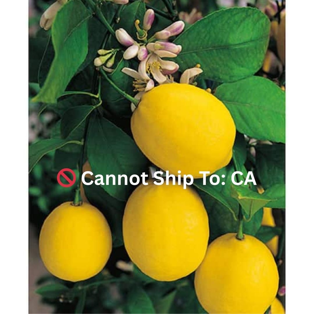 1 Gal. Improved Meyer Lemon Tree – Live Tropical, 1-Pack