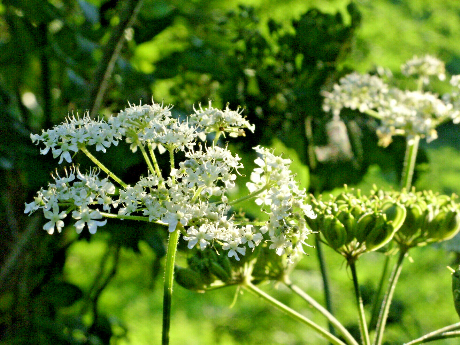 150+ Anise Herb Seeds (Pimpinella Anisum) | A Medicinal & Culinary Spice