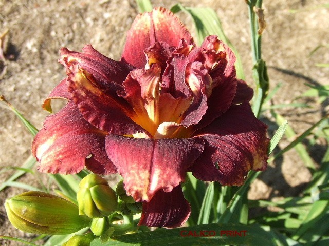 CALICO PRINT DAYLILY, Kropf, Dark Red Unique Pattern Double Blossom, DF