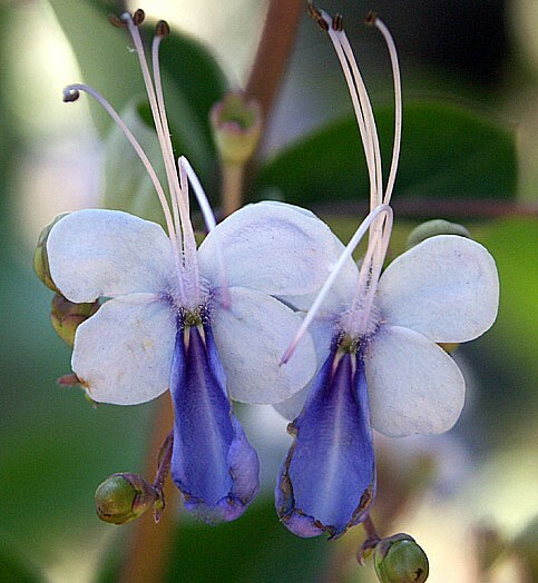 BLUE BUTTERFLY BUSH AKA BLUE WINGS Rooted Starter Plant Clerodendrum Ugandense
