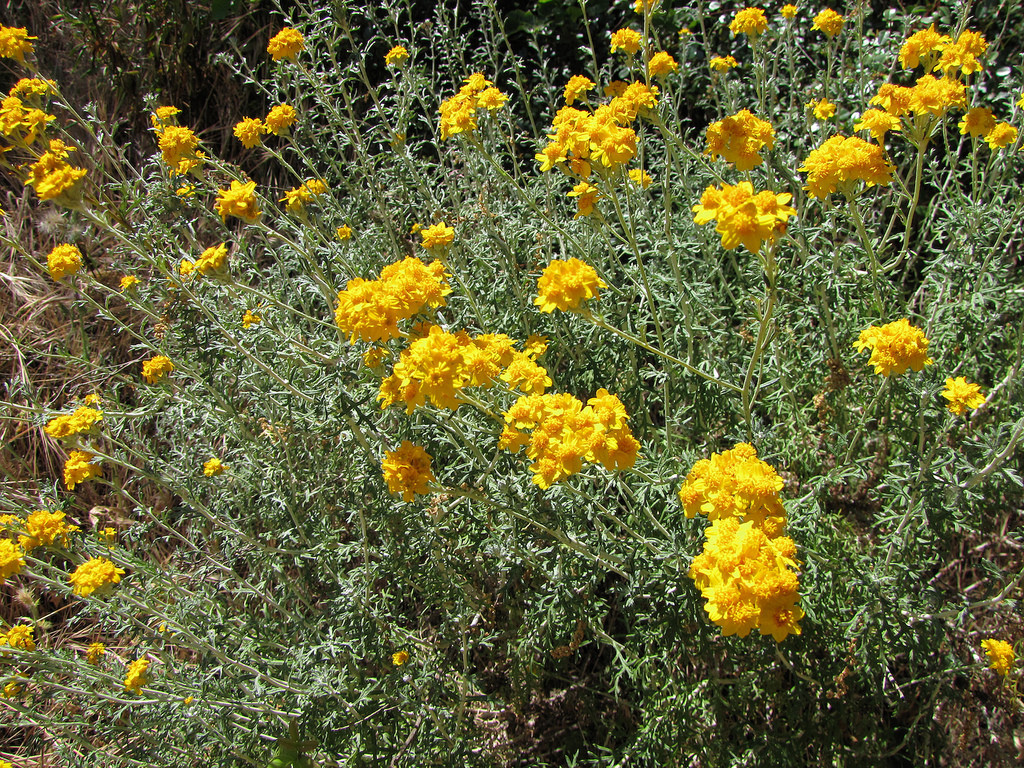 690 SEEDS – yarrow PERENNIAL GOLD – YELLOW flower GroCo* – BUY 15=SHIPS FREE