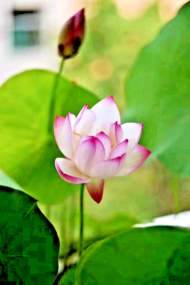 5 PURPLE LIP LOTUS SEEDS – Nelumbo Nucifera
