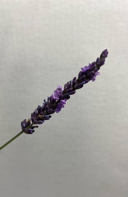Live Grosso Lavender Plant | 6″ Pot | Farm-Grown Sequim WA | Fragrant French