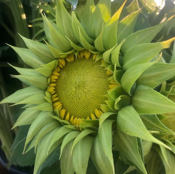 SunFill Green Sunflower 10 Seeds Free Shipping!