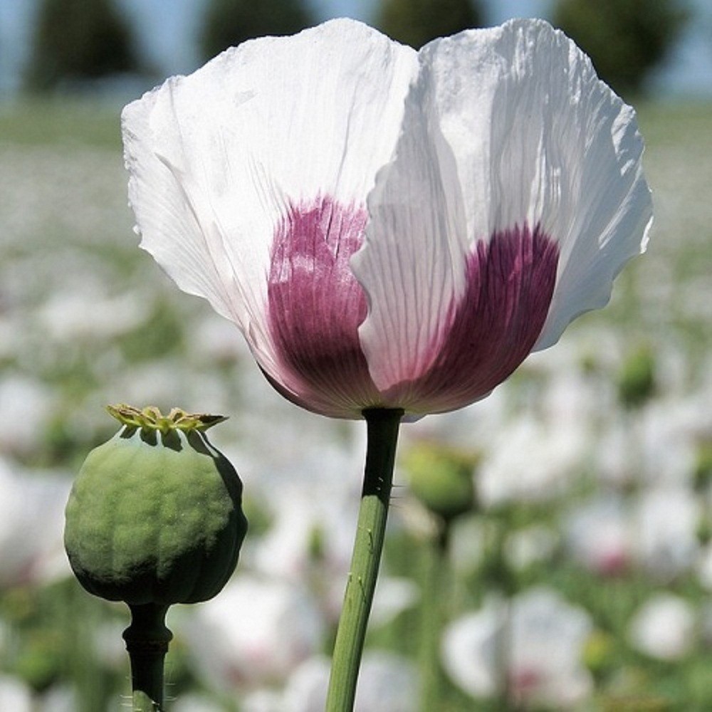 10,000 Untreated Tasmanian Poppy Seeds for Planting Authentic Papever Somniferum