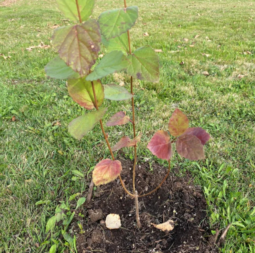 Chicago Lustre Viburnum Shrub – Live Plant in 2.5-Inch Pot (10–18″ Tall)